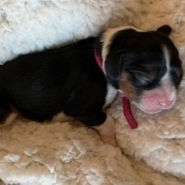 Cavalier King Charles Spaniel Puppies from Outerlochen Kennel
