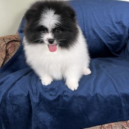 Murphy - Black parti male Pomeranian puppy in Woodsfield, Ohio from Country Lane Kennels