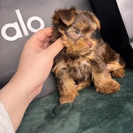 Buttercup - Chocolate, tan and white male Yorkshire Terrier puppy in Illinois from Pretty Little Yorkies