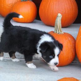 Australian Shepherd and Miniature Australian Shepherd Puppies from Canyon Creek Aussies