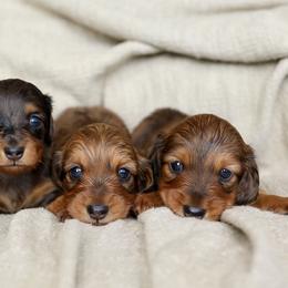 Dachshunds from meghan poort