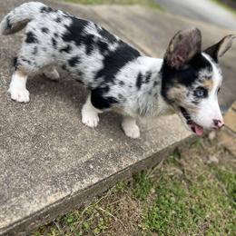 American Corgi, Cardigan Welsh Corgi, and Pembroke Welsh Corgi Puppies from DnD Corgis