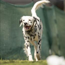 CAPTAIN - Dalmatian