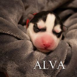 "Past puppy (Jigs X Naava)" Siberian Husky Puppies from Ivie Huskies
