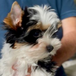 Boy 1 - Black tan and white male Biewer Terrier puppy in Kerhonkson, New York from Arc-en-Ciel Biewers