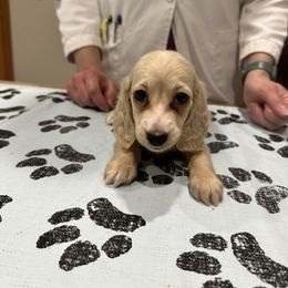 Girl 4 - Cream female Dachshund puppy in Wisconsin from Sabe and Shabe’s Doxies