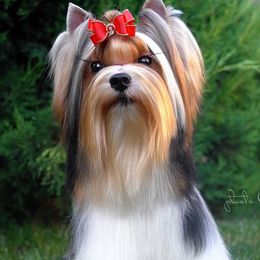 Biewer Terriers and Yorkshire Terriers from L’amore MnM Mini’s Yorkshire & Biewer Terriers