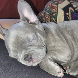 French Bulldogs from Red Barn Farm of the Ozarks