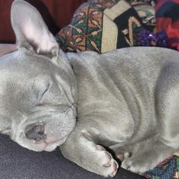 French Bulldogs from Red Barn Farm of the Ozarks