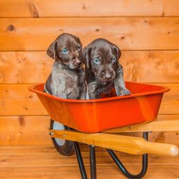 German Shorthaired Pointer and Poodle Puppies from Pilgrims Trails Pointers and Poodles