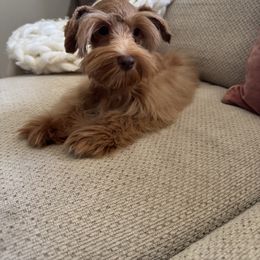 Rooster - Wheaten male Miniature Schnauzer puppy in Bonadelle Ranchos, California from Strawberry Puppies