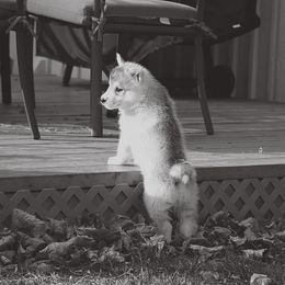 Siberian Husky Puppies from TreeLine Siberians