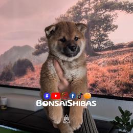 NEMO - Red male Shiba Inu puppy in Minnesota from BonsaiShibas
