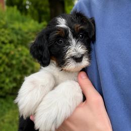 Nirvana - Tri-color female Bernedoodle puppy in Little Rock, Arkansas from Darlin’s Doodles