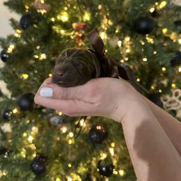 Remington (remi) - Chocolate female Labrador Retriever puppy in Hillman, Michigan from Northrop Farm