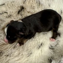 Black Tri 3 - Black tri female Toy Australian Shepherd puppy in Stephenville, Texas from Rockin J Lil Aussies