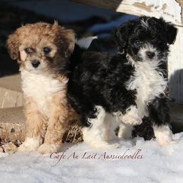 Aussiedoodles from Cafe Au Lait Aussiedoodles, LLC