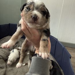 Aqua - Blue merle male Australian Shepherd puppy in Oneida, Tennessee from Miller's Legacy Natural Australian Shepherds - Full Tails & Dewclaws!