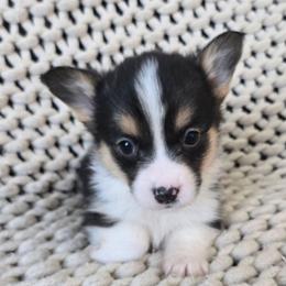 MM-6 - Black and tan male Pembroke Welsh Corgi puppy in Ely, Minnesota from RJ's Corgis