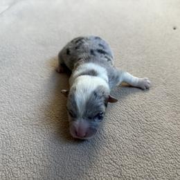 Kira's female - Gray and white female American Corgi puppy in Ohio from Canal Corgis