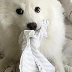American Eskimo Dogs from Brookside Eskies