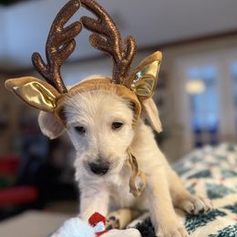 Ghost - Black Collar - Cream male Assorted Doodle Crosses puppy in Norfolk, Virginia from Móraí’s Doodles