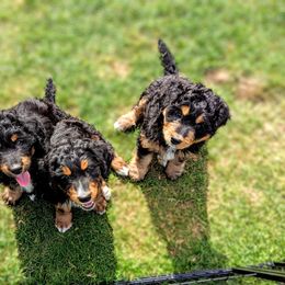 Bernedoodle Puppies from Rafter 58 Bernedoodles