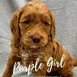 Purple Girl - Red  female Goldendoodle puppy in Travelers Rest, South Carolina from Bailey Mountain Doodles