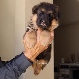 Purple collar - Black and red female German Shepherd puppy in Stockton, California from Zaragoza German Shepherds