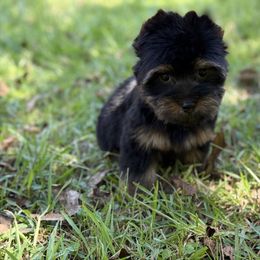Champ - Black and tan male Yorkshire Terrier puppy in Hardin, Texas from Katrinas puppies