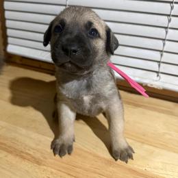 Pink - Yellow female Black Mouth Cur puppy in Warsaw, Missouri from Heritage Cow Dogs