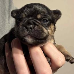 Fury - Black and tan female French Bulldog puppy in Hemlock, Michigan from A&D Frenchies