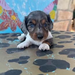 Star - Dapple female Dachshund puppy in Hawley, Texas from Foxy’s Dachshunds & Toy Aussies