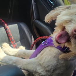 Honey - Aussiedoodle