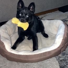 Pomsky Puppies from Michelle's Pomskies