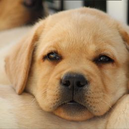 Labrador Retriever Puppies from Infinity Labradors