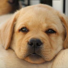 Labrador Retriever Puppies from Infinity Labradors