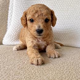 Felix - Apricot male Goldendoodle puppy in Fort Myers, Florida from Daisy Doodles LLC