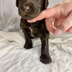 Labradoodle Puppies from Molly’s Doodles