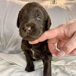 Labradoodle Puppies from Molly’s Doodles