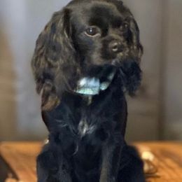 Fala - Cavalier King Charles Spaniel