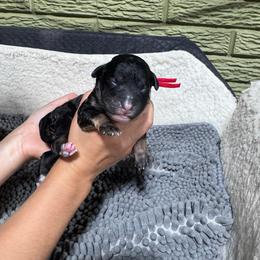 Cherry - Tri-color female Bernedoodle puppy in Carmichaels, Pennsylvania from JensenBelle Doodles