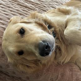 Luna - Golden Retriever