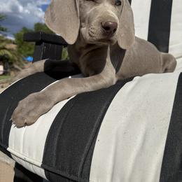 Weimaraner Puppies from Kennedy Weimaraners