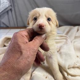 F2 - White and gold female Border Collie puppy in Meridian, Mississippi from Border Hollow Border Collies
