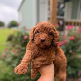 Daffodil - Red female Cavapoo puppy in Colcord, Oklahoma from Copper Lane Aussies, Doodles & Cavapoos