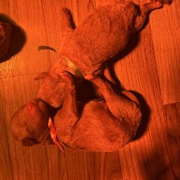 Blue - Red  male Poodle puppy in Bessemer City, North Carolina from JJs Puppies of the Carolinas