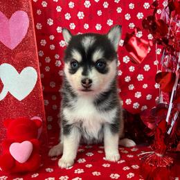 Celeste - Black and white female Pomsky puppy in Valparaiso, Indiana from Valparaiso Pomskys