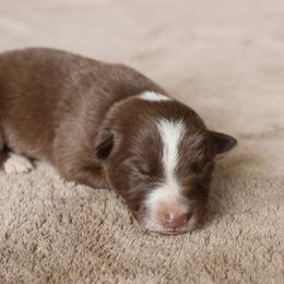 Yellow Collar - Red male Border Collie puppy in Courtland, Alabama from C Bar C Ranch Border Collies
