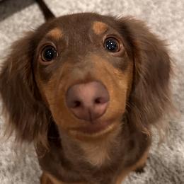 Dachshunds from Seleners Wieners